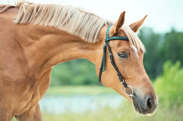 Portrait of sportive chestnut  mare. summer — Stock Photo, Image