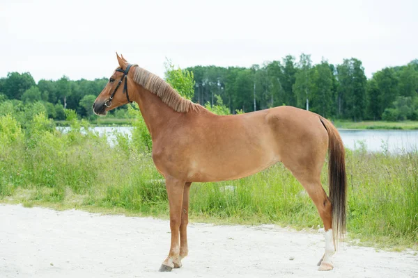 Lepilemur vosse merrie. zomer — Stockfoto