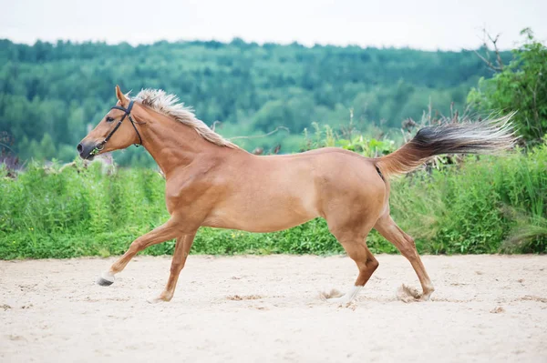 Cantering caballo deportivo en gestión al aire libre —  Fotos de Stock