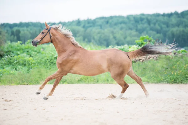 Lepilemur paard in buiten galopperen beheren — Stockfoto