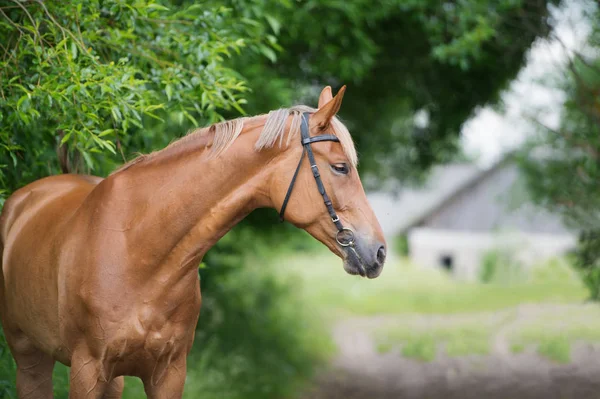 Portret van sportieve mare. zomer — Stockfoto