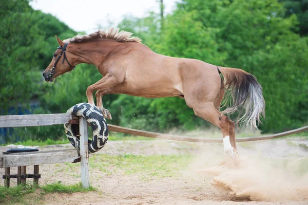 パドックを陽気な馬をジャンプします。面白いショット — ストック写真