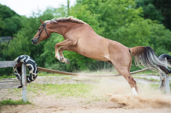 Skoki sportive konia przez padok. śmieszne zdjęcia — Zdjęcie stockowe