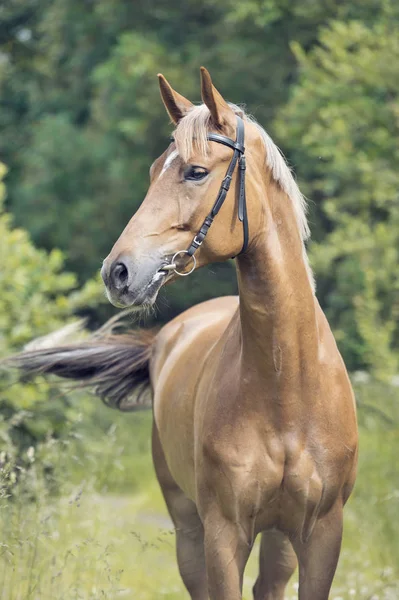 Sportif kestane mare portresi. Yaz — Stok fotoğraf