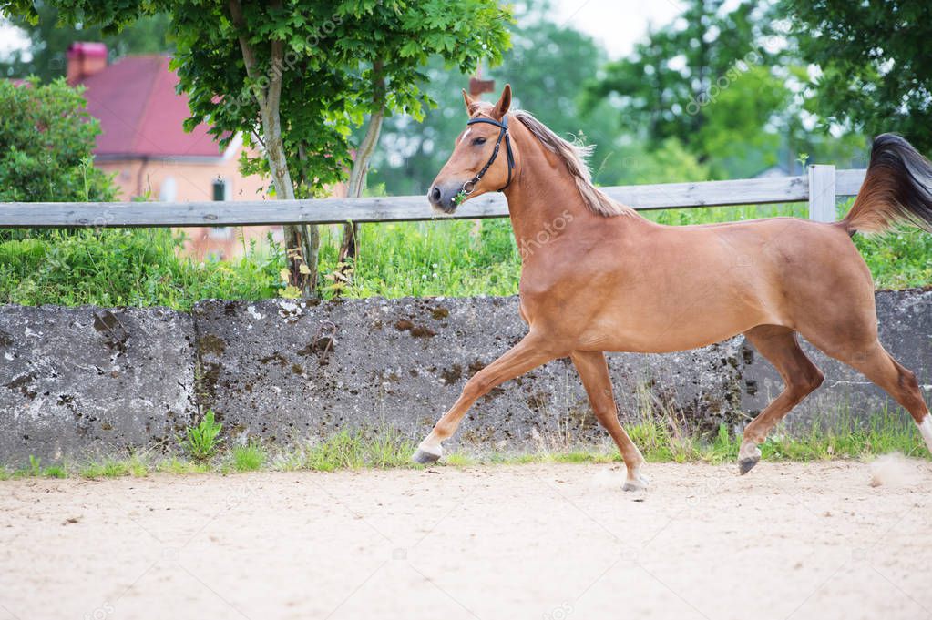 running sportive horse in outdoor manage