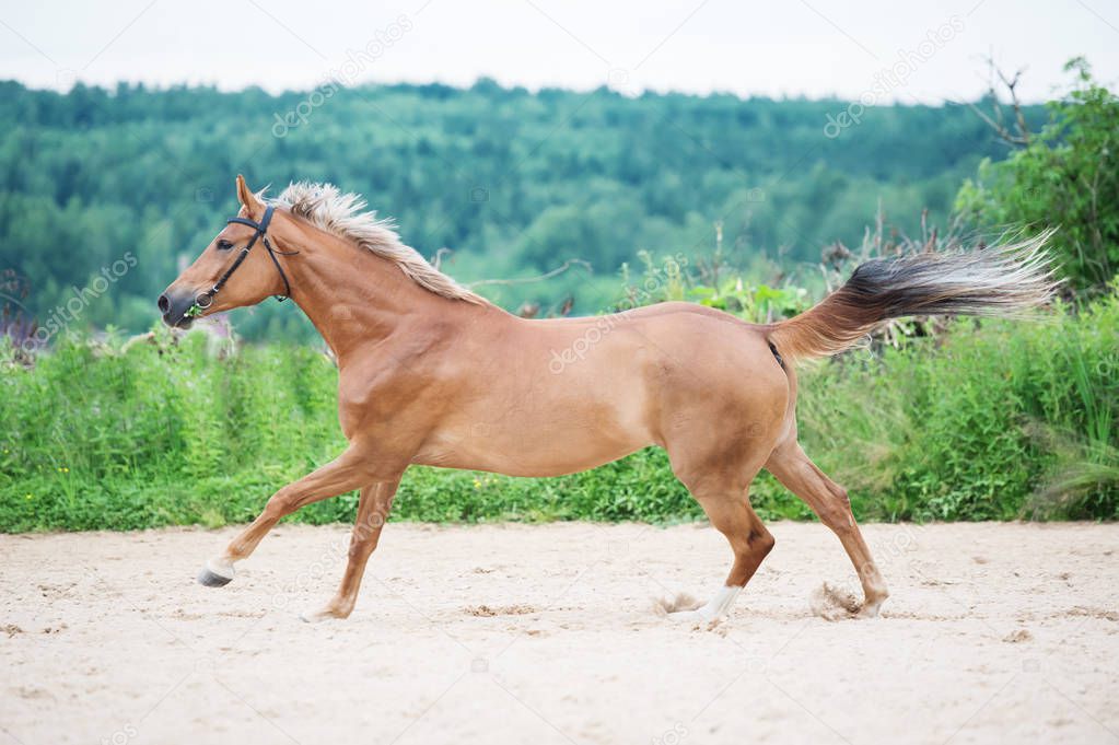 cantering sportive horse in outdoor manage