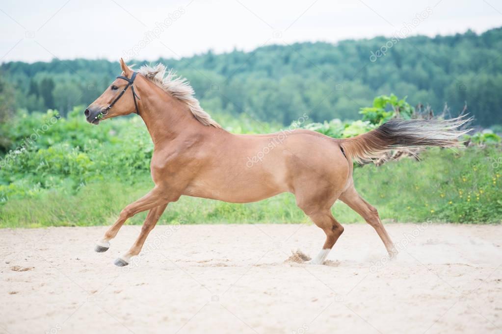 cantering sportive horse in outdoor manage