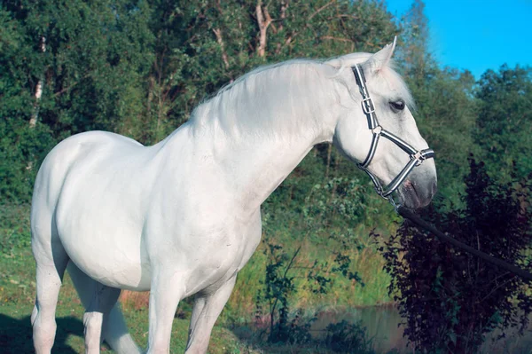 Esterno di cavallo sportivo — Foto Stock