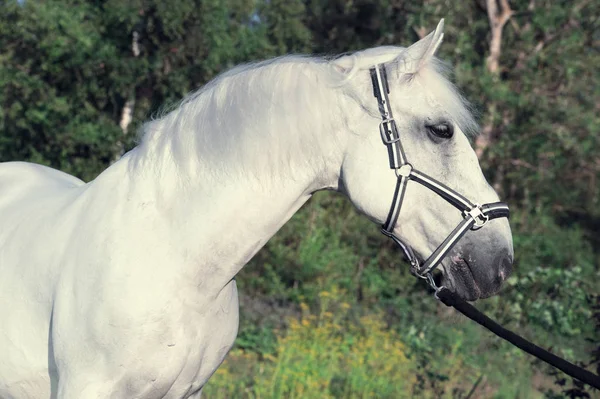 Buitenkant van sportieve paard — Stockfoto