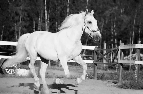 Kör vita Lipizzaner häst i Hagen — Stockfoto