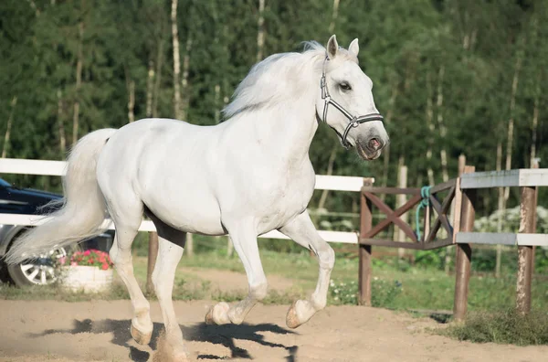 Running white Lipizzaner horse in paddock — Stock Photo, Image
