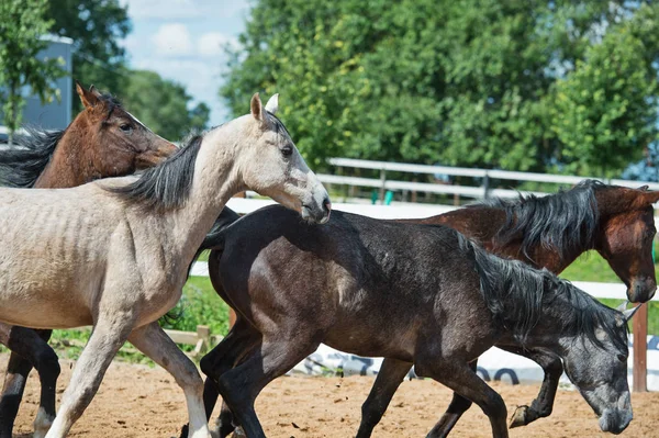 Systemem młodych koni w padoku — Zdjęcie stockowe