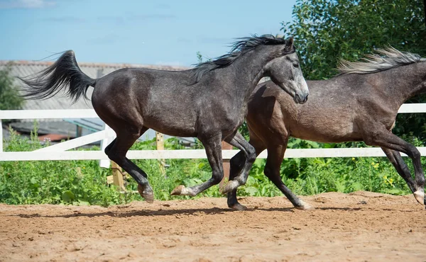 Courir de jeunes chevaux dans le paddock — Photo