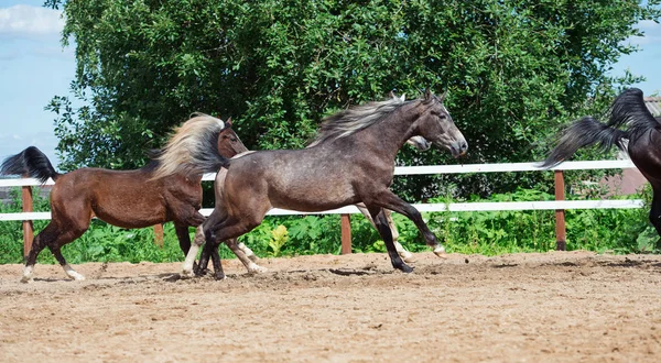 Running young horses in paddock — Stock Photo, Image