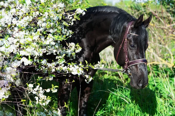 Portrait de race étalon noir près de l'arbre en fleur — Photo