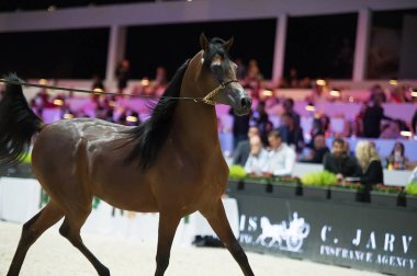 Arap atı Dünya Şampiyonası, Paris Nord Villepente. PARI