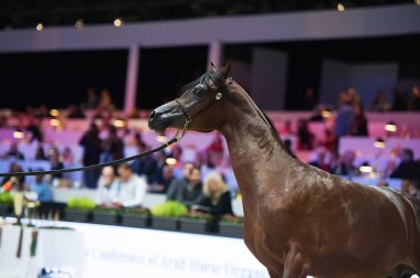 Arap atı Dünya Şampiyonası, Paris Nord Villepente. PARI