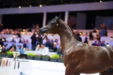 Arap atı Dünya Şampiyonası, Paris Nord Villepente. PARI