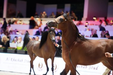 Arap atı Dünya Şampiyonası, Paris Nord Villepente. PARI