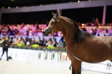 Arap atı Dünya Şampiyonası, Paris Nord Villepente. PARI
