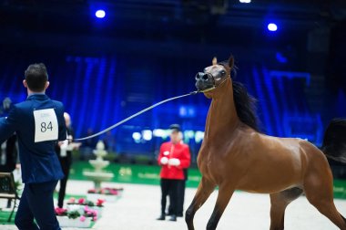 Arap atı Dünya Şampiyonası, Paris Nord Villepente. PARI