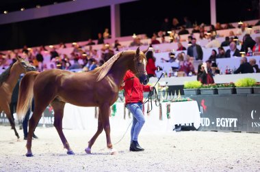 Arap atı Dünya Şampiyonası, Paris Nord Villepente. PARI