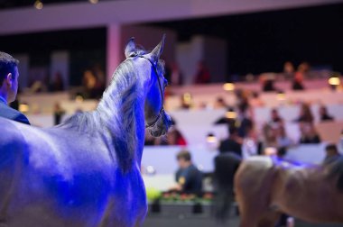 Arap atı Dünya Şampiyonası, Paris Nord Villepente. PARI