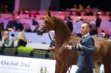 Arap atı Dünya Şampiyonası, Paris Nord Villepente. PARI