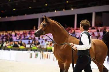 Arap atı Dünya Şampiyonası, Paris Nord Villepente. PARI