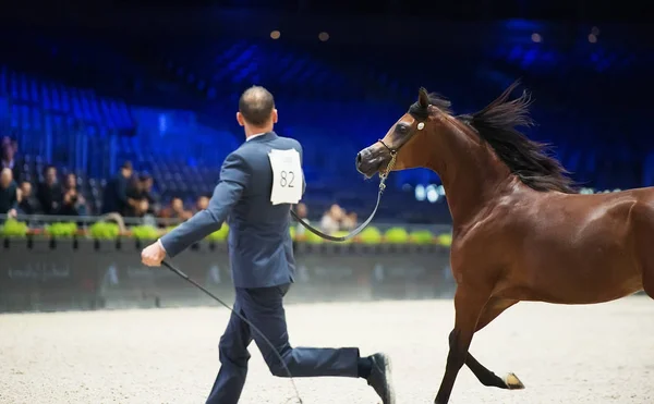Weltmeisterschaft der arabischen Pferde, nord villepente in Paris. pari — Stockfoto