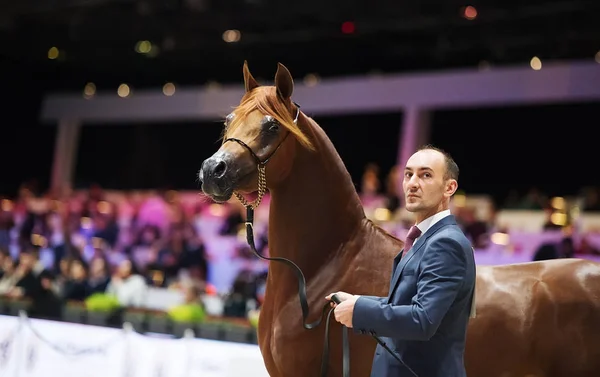 Чемпионат мира по лошадям, Норд Вильпенте в Париже. ПАРИ — стоковое фото