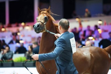 Arap atı Dünya Şampiyonası, Paris Nord Villepente. PARI