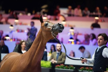 Arap atı Dünya Şampiyonası, Paris Nord Villepente. PARI