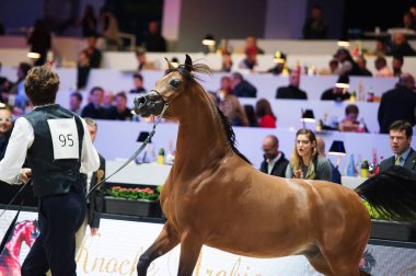 Arap atı Dünya Şampiyonası, Paris Nord Villepente. PARI