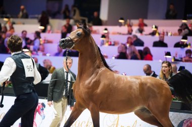Arap atı Dünya Şampiyonası, Paris Nord Villepente. PARI