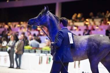 Arap atı Dünya Şampiyonası, Paris Nord Villepente. PARI