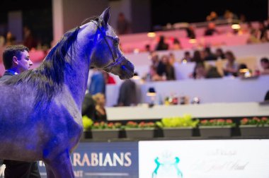 Arap atı Dünya Şampiyonası, Paris Nord Villepente. PARI