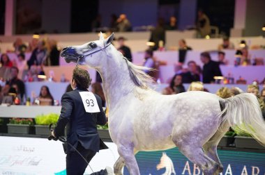 Arap atı Dünya Şampiyonası, Paris Nord Villepente. PARI