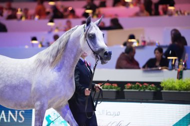 Arap atı Dünya Şampiyonası, Paris Nord Villepente. PARI