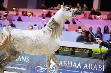 Arap atı Dünya Şampiyonası, Paris Nord Villepente. PARI