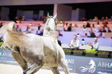 Arap atı Dünya Şampiyonası, Paris Nord Villepente. PARI