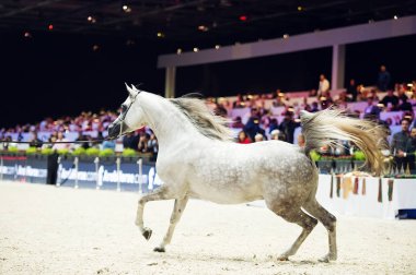 Arap atı Dünya Şampiyonası, Paris Nord Villepente. PARI
