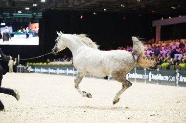 Arap atı Dünya Şampiyonası, Paris Nord Villepente. PARI