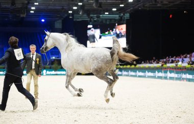 Arap atı Dünya Şampiyonası, Paris Nord Villepente. PARI