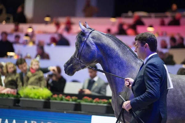 Campeonato Mundial de Cavalos Árabes, Nord Villepente em Paris. PARI — Fotografia de Stock