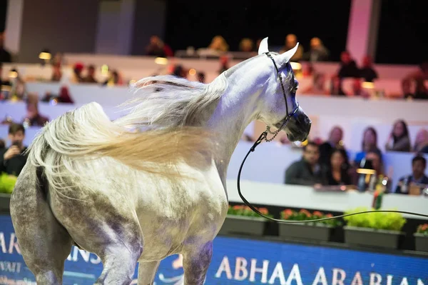Arap atı Dünya Şampiyonası, Paris Nord Villepente. PARI