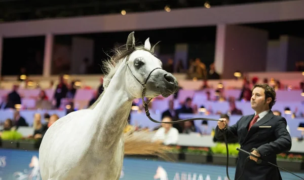 Campionato del mondo di cavalli arabi, Nord Villepente a Parigi. PARI — Foto Stock