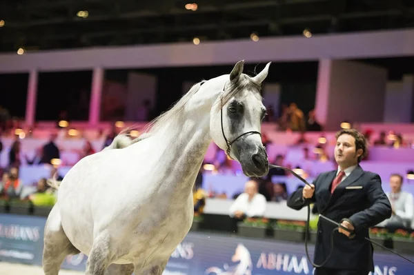 Arap atı Dünya Şampiyonası, Paris Nord Villepente. PARI