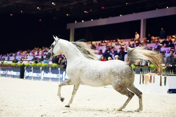 Arap atı Dünya Şampiyonası, Paris Nord Villepente. PARI