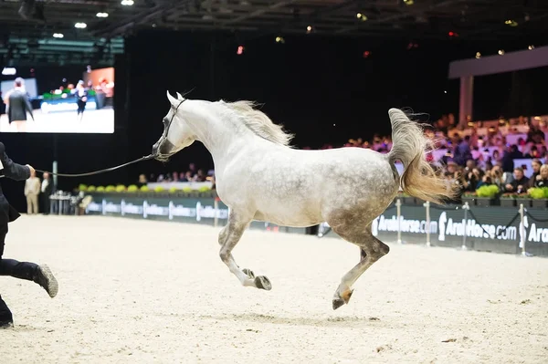 Arap atı Dünya Şampiyonası, Paris Nord Villepente. PARI